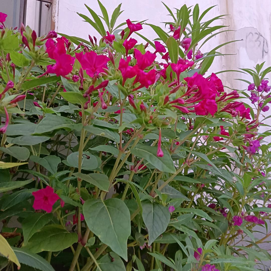 我要一个花