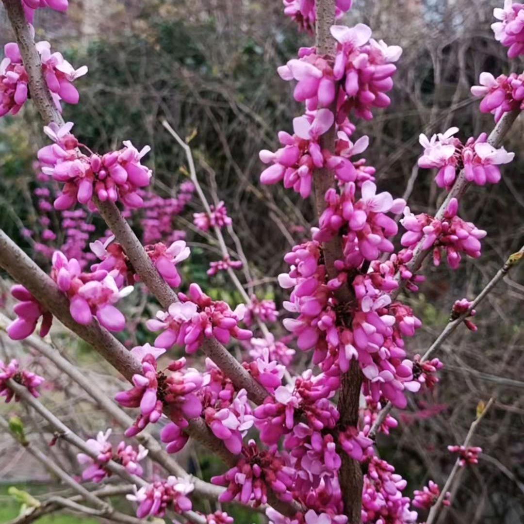 黙黙