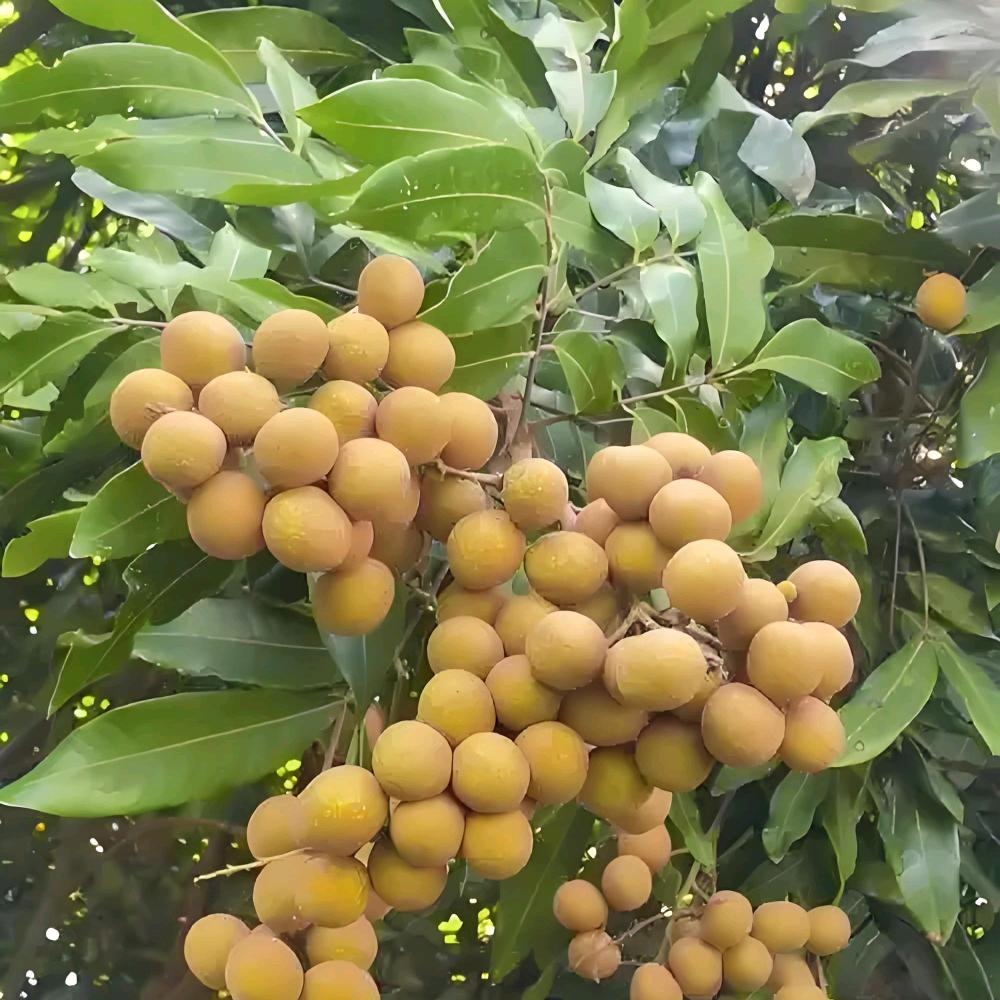叶大菜甄选