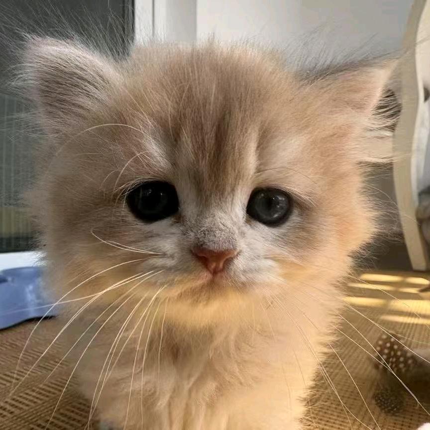 6哥（无畏契约）