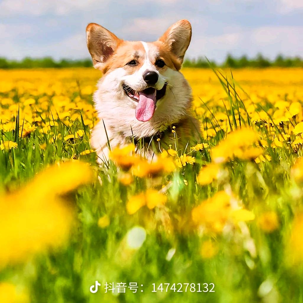 春花儿