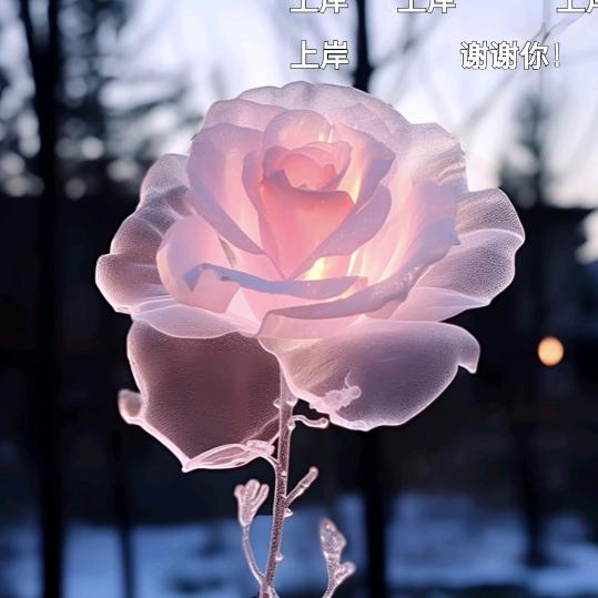 🌷平谈生活🌷