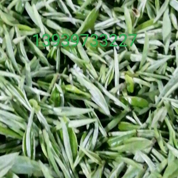 传秋生态茶厂