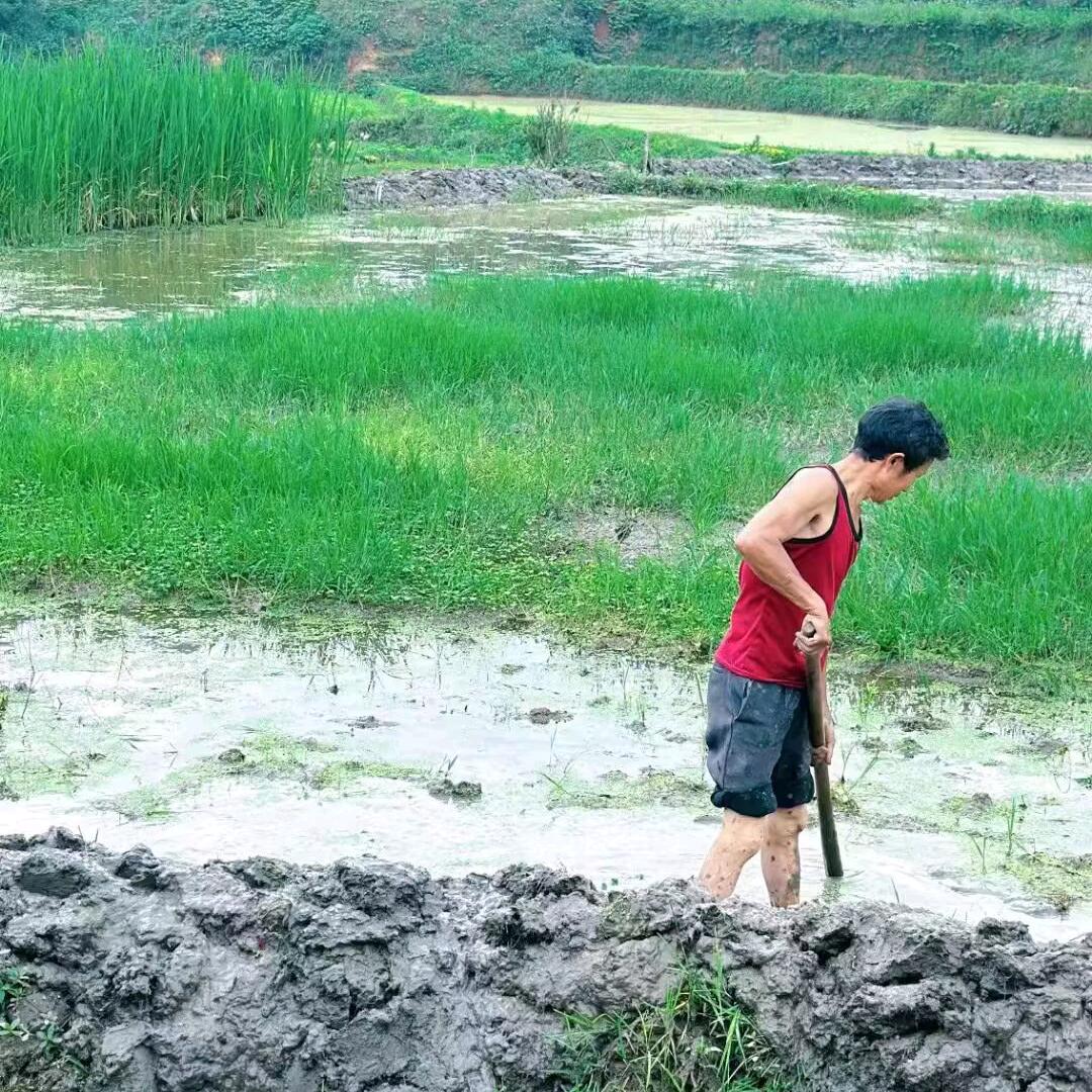 沪上伢子