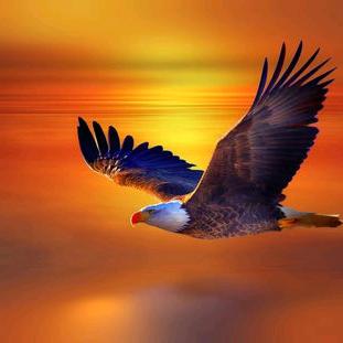 鹰《笑谈人生》