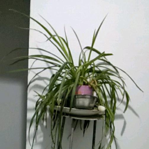蓝色飞扬