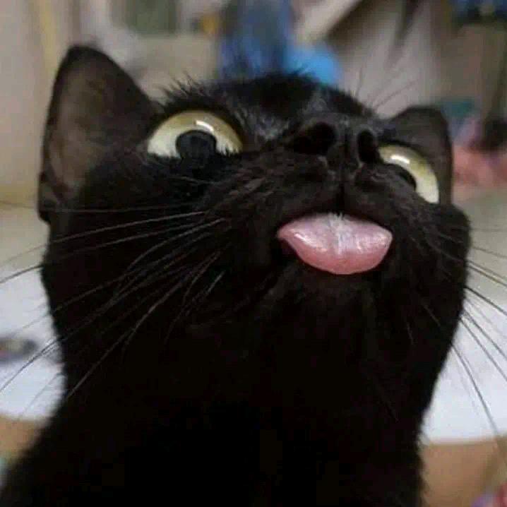 皮皮皮虾
