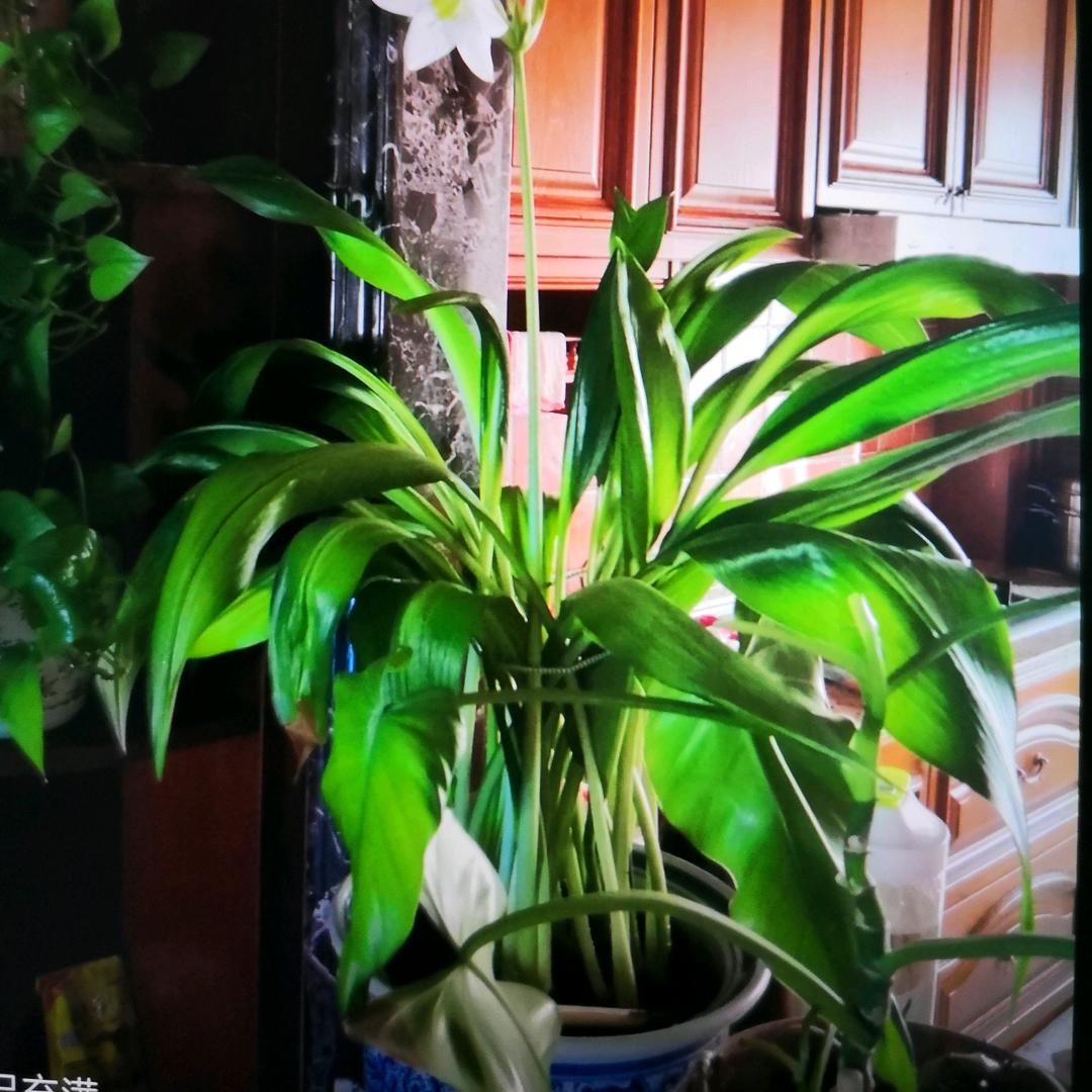 Lily2020