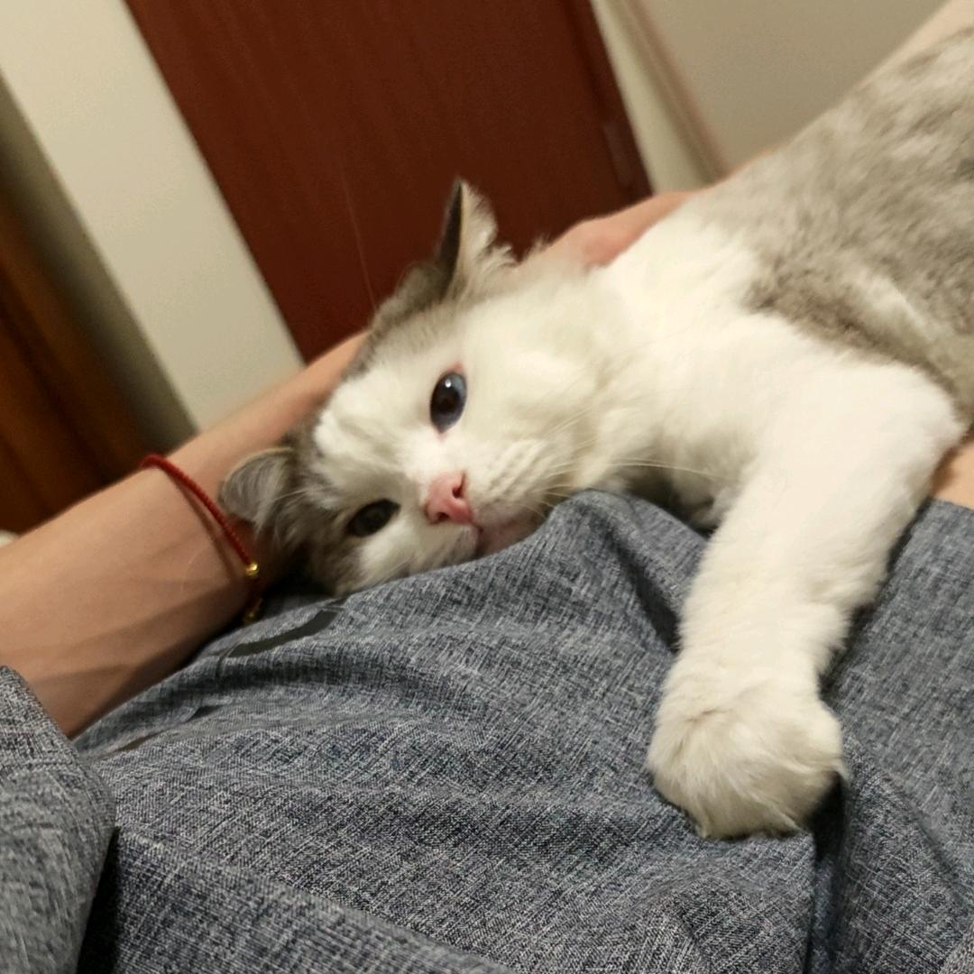 今天还没有称霸地球