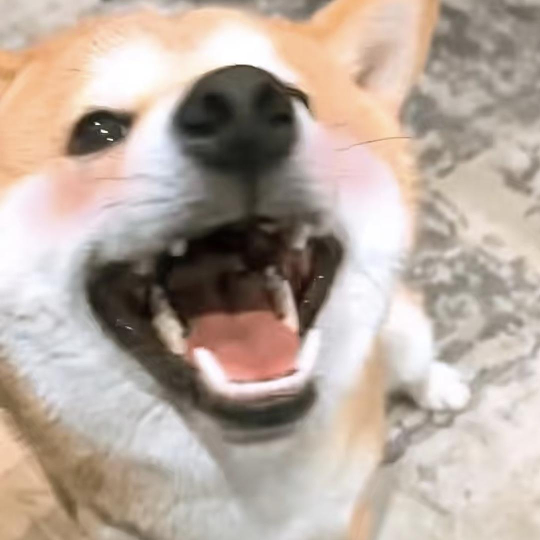 摇摇七喜