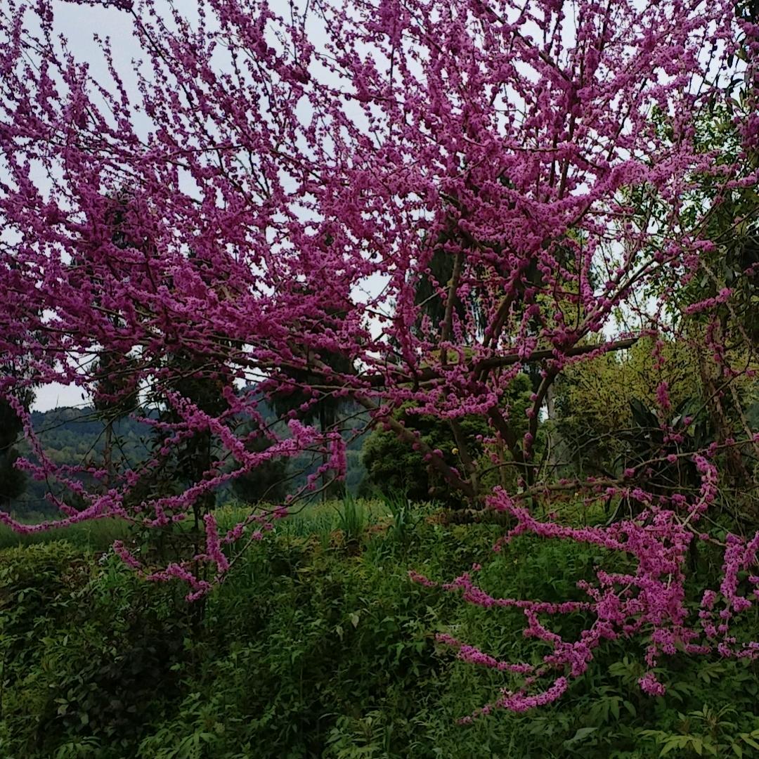 幸福🌹🌹