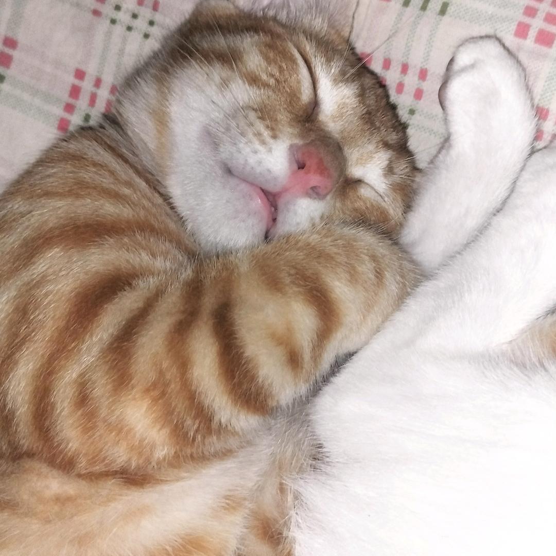慕夏猫
