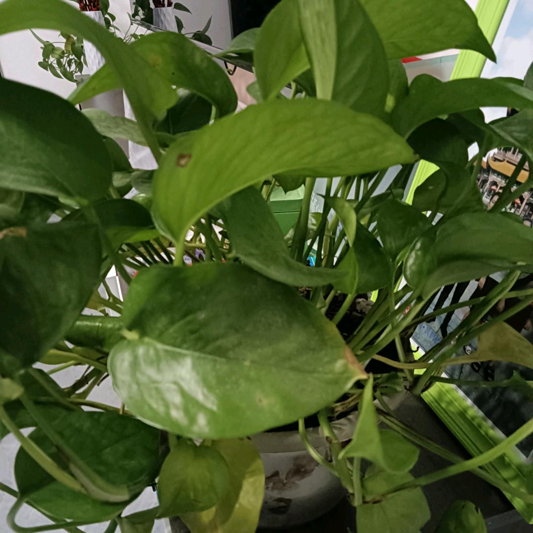 无声的雨