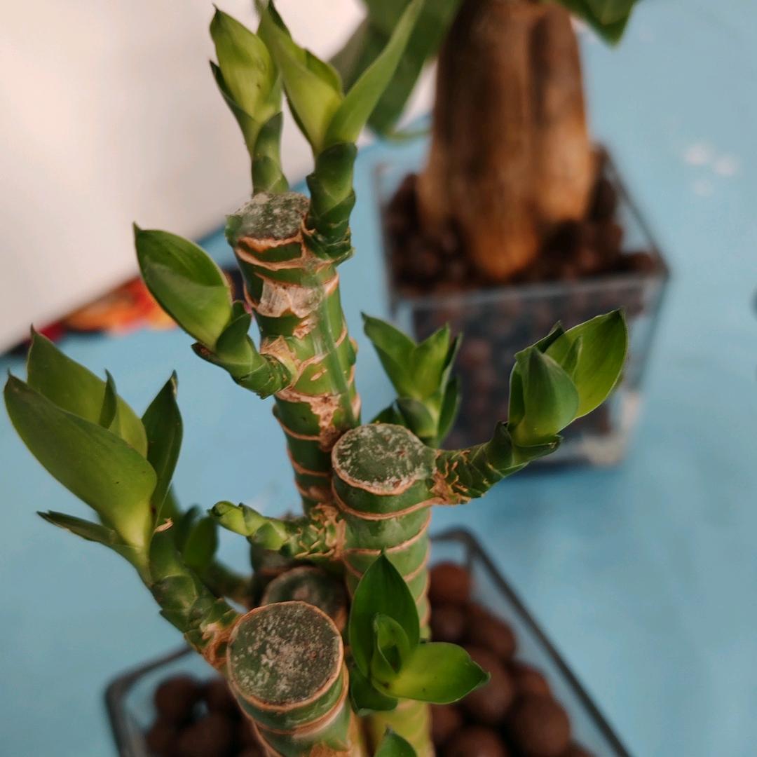 🌺花🌺的🌺大🌺海🌺