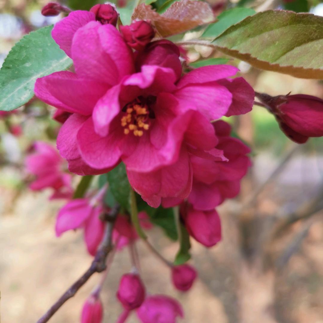高菁菁