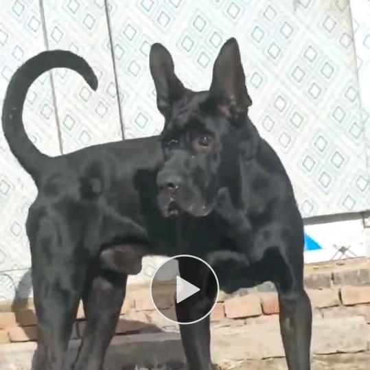 豫北狼犬繁育基地