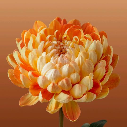 快乐就好，每一天