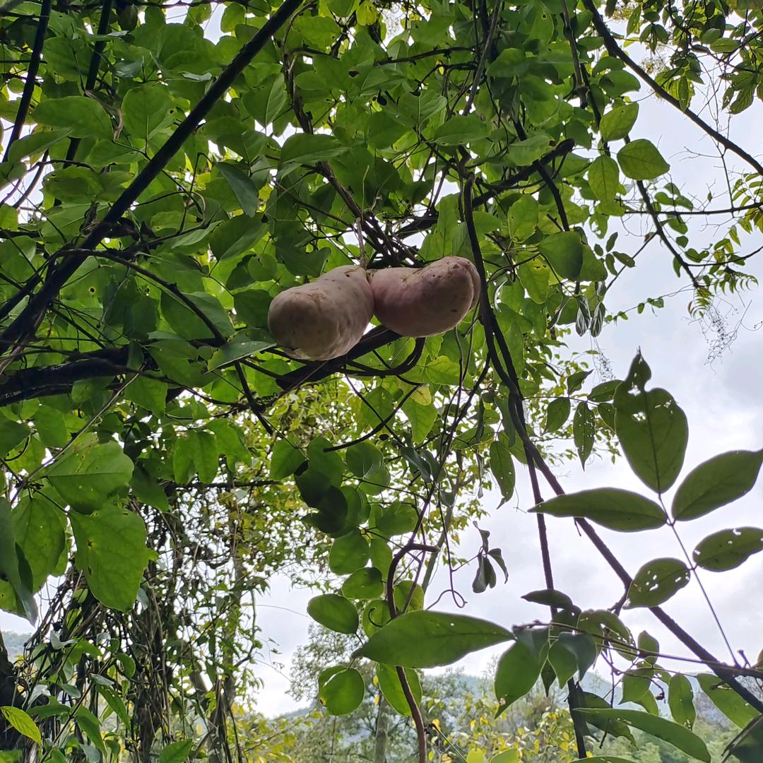 苏心