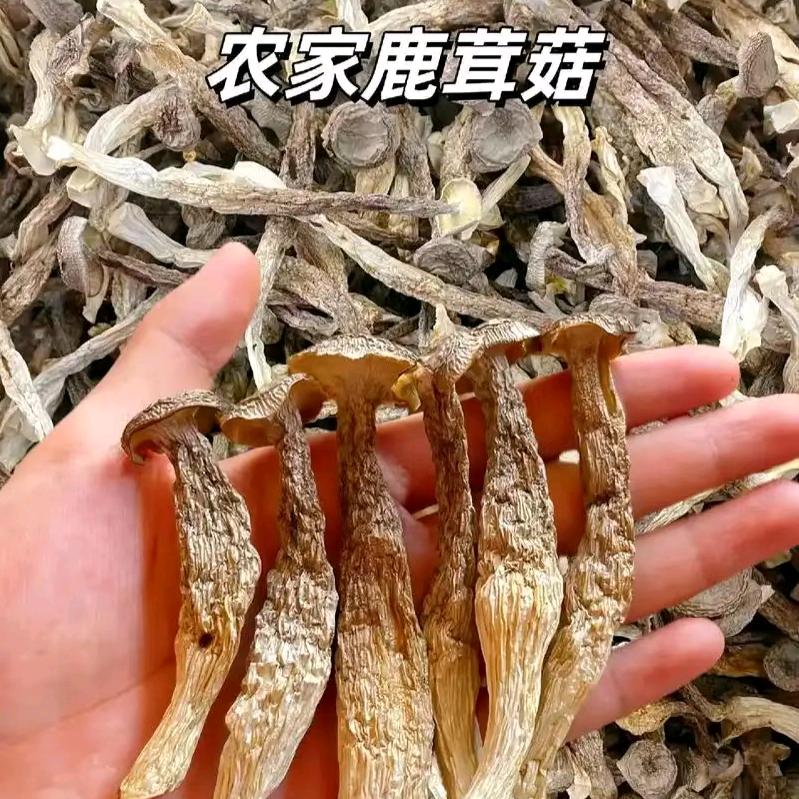 鹿茸菇原产地宠粉号