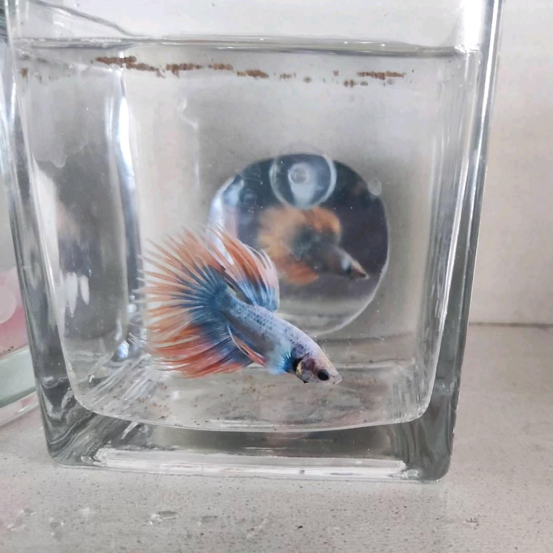 刻在时光里的DNA