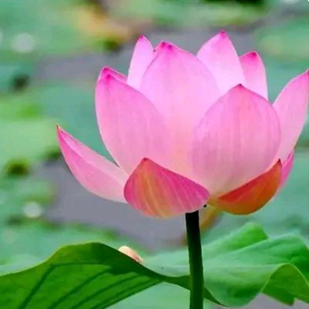 花好月圆..