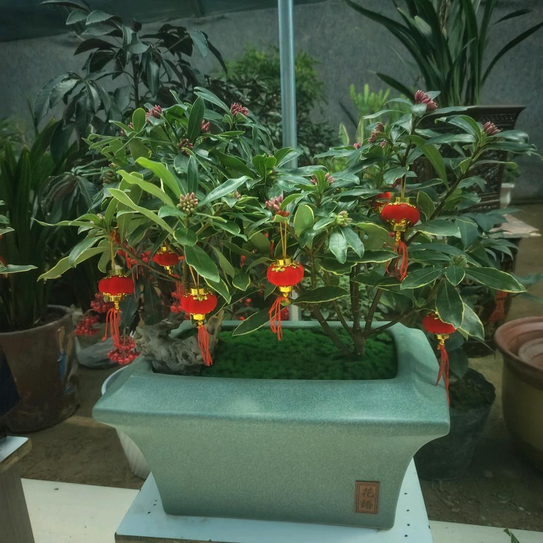 西华城东花卉～李腾龙