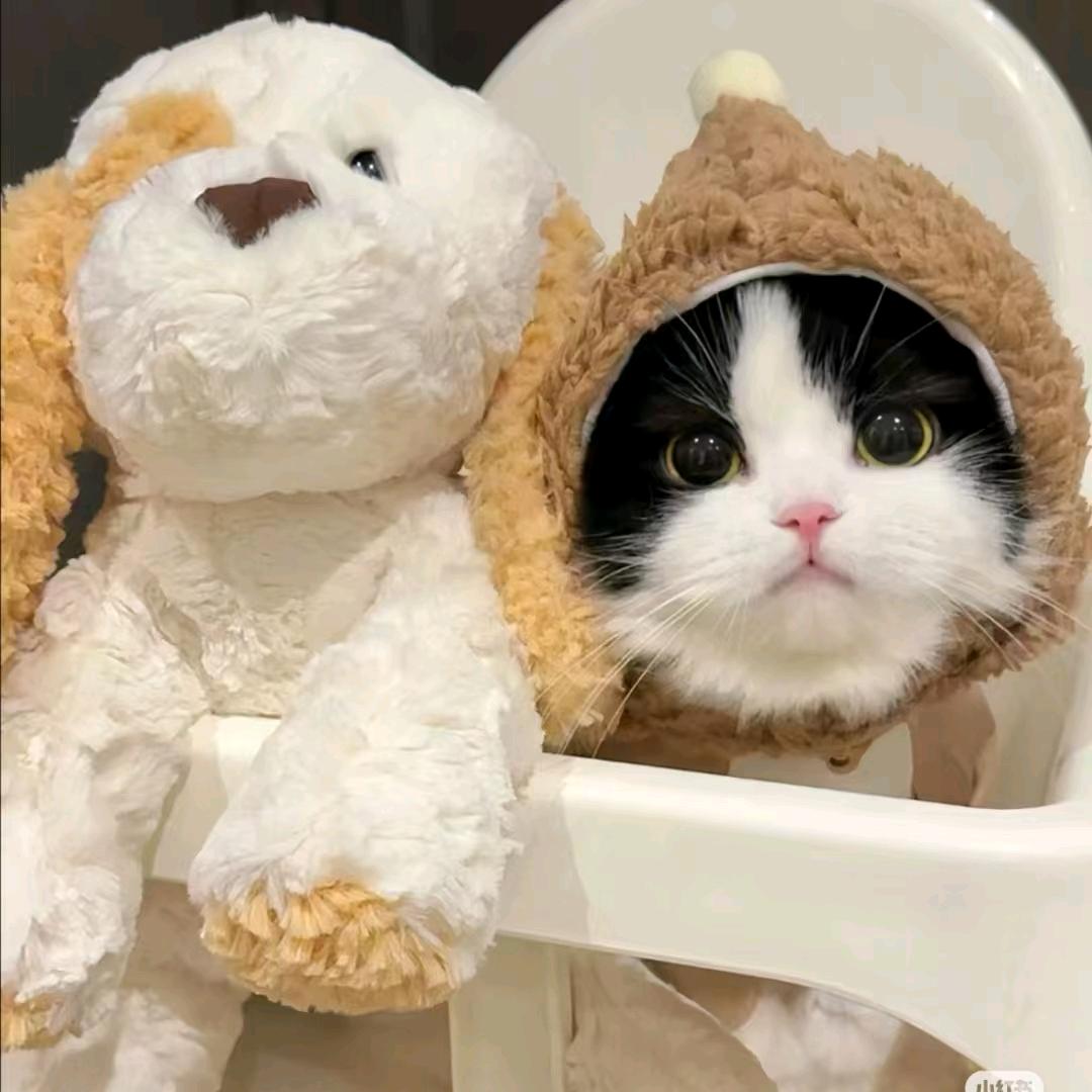 ①只会发呆🉐羊