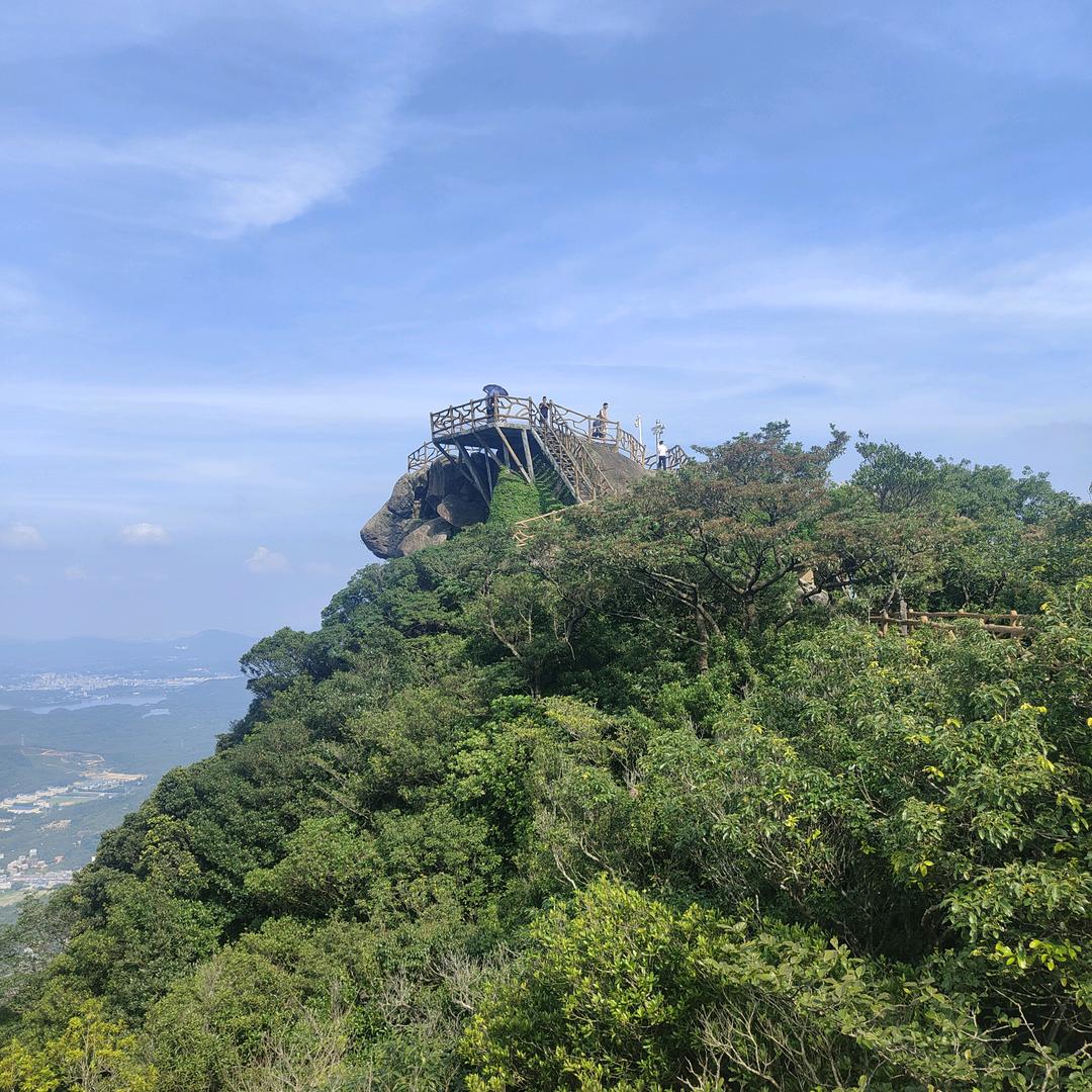 林中银杏