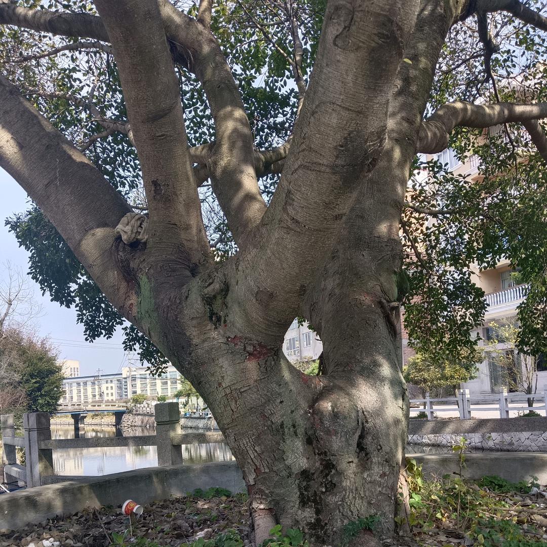 爱吃零食的吃货