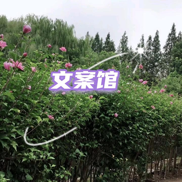 浅浅  入戏