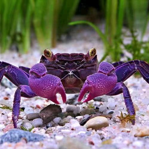 螃蟹珠宝饰品-(高价收售全国库存)