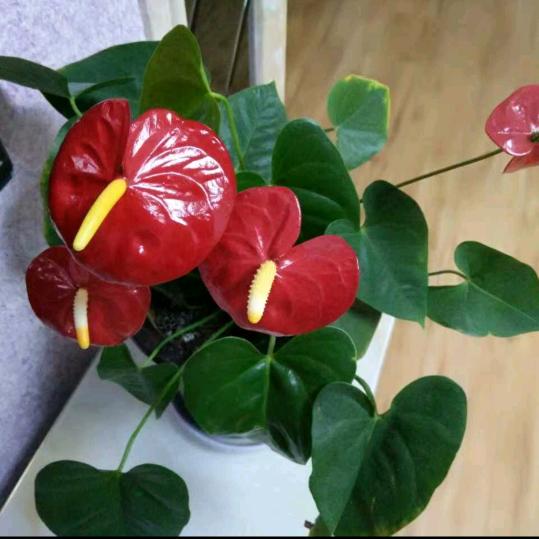 春暖花开