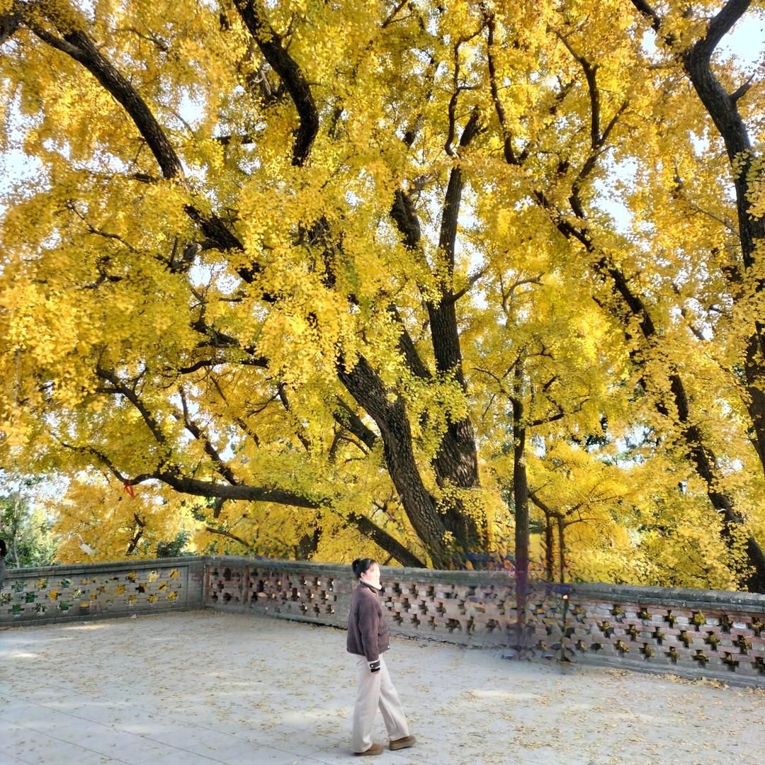 Z：静@