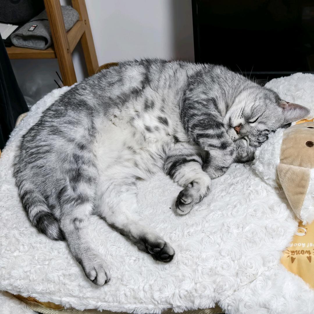醉狗二号