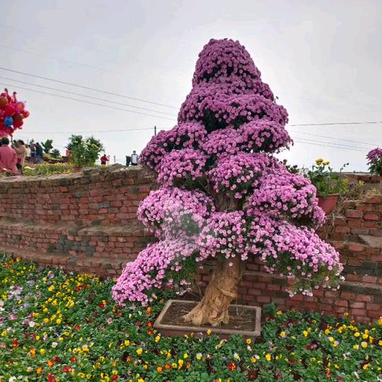 平平淡淡才是真