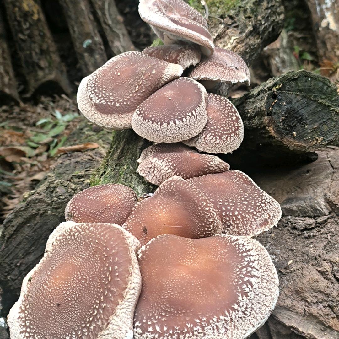 贵州山珍基地批发零售