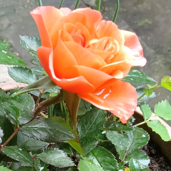 小小美好时光