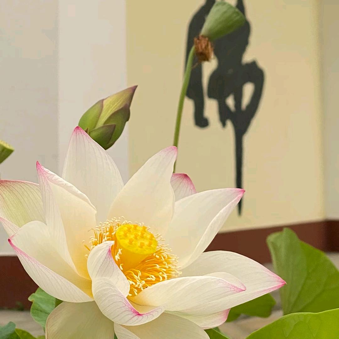 吉祥音