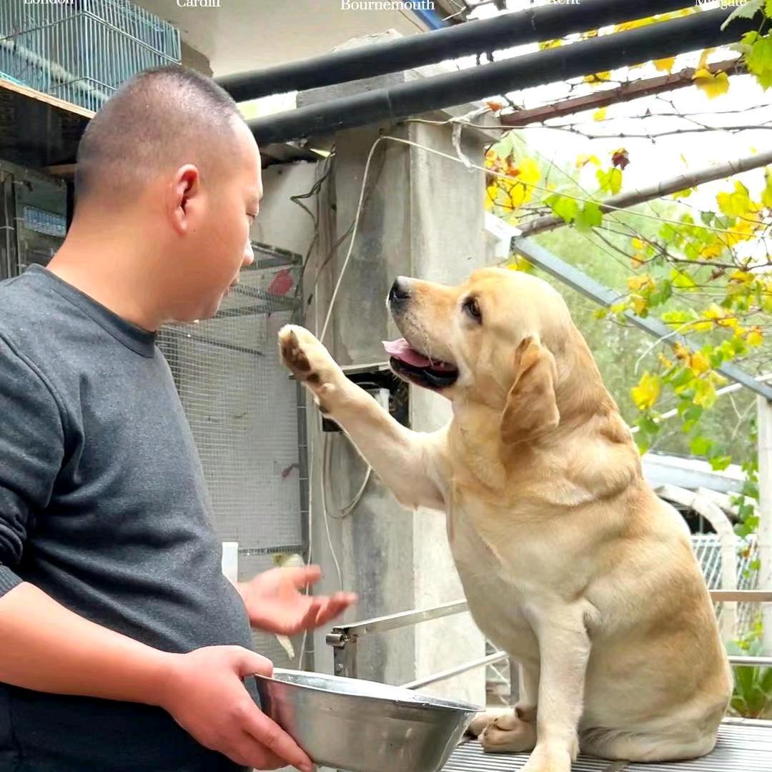 杰威犬舍拉布拉多直播号