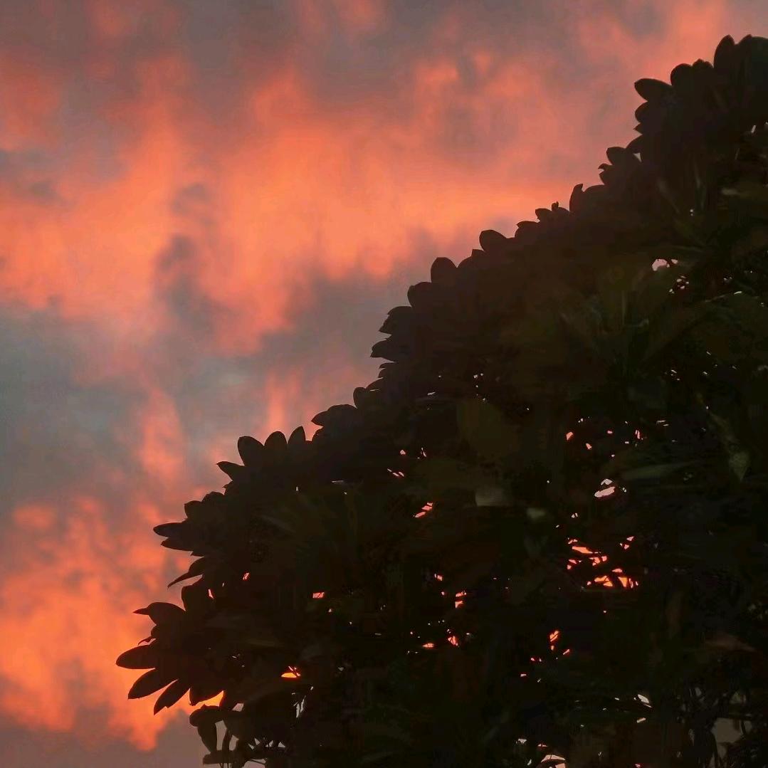 阿烽好累。