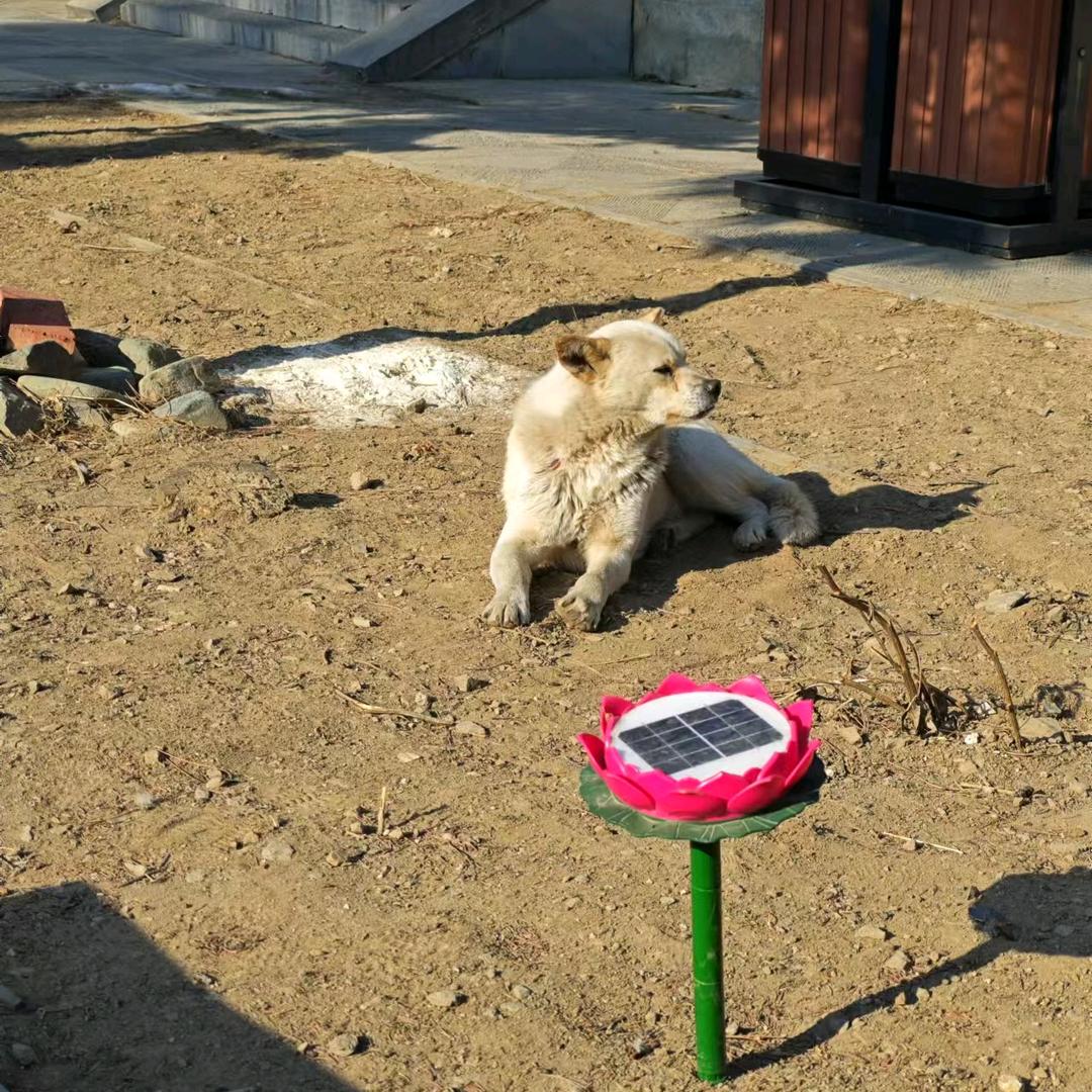 哦豁哦豁是俺家老谢