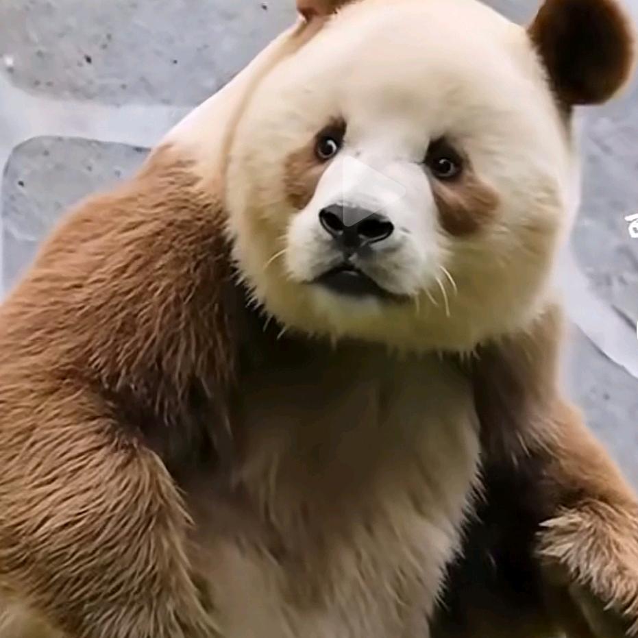 红头绿盖，斗死不败