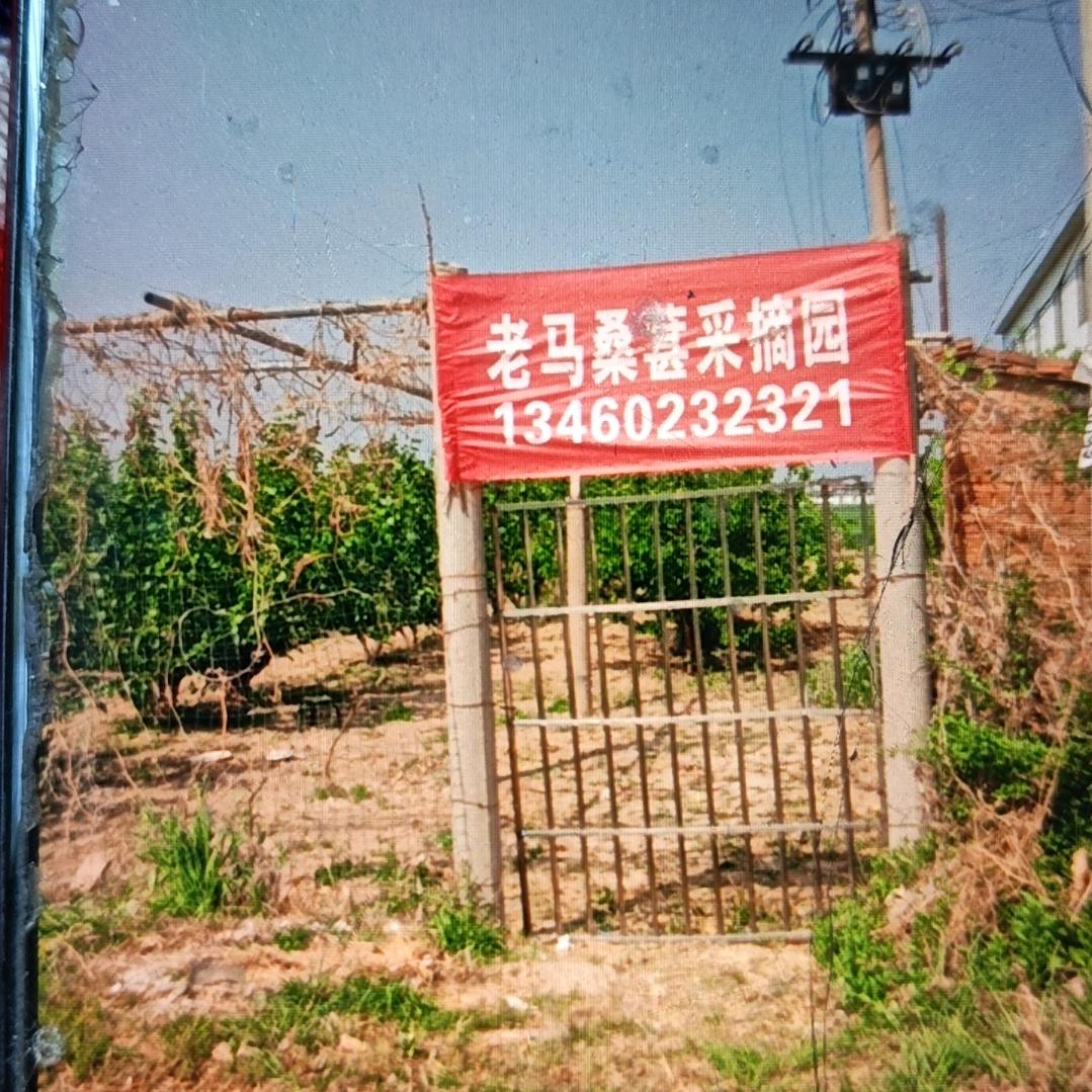 老马桑椹采摘园