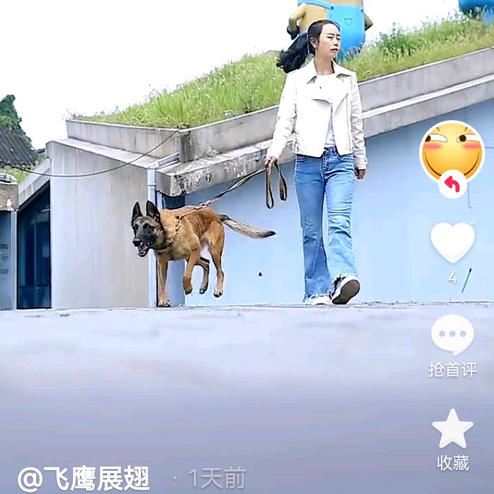 宝莲灯