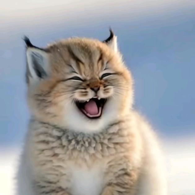 >偷懒的猫<