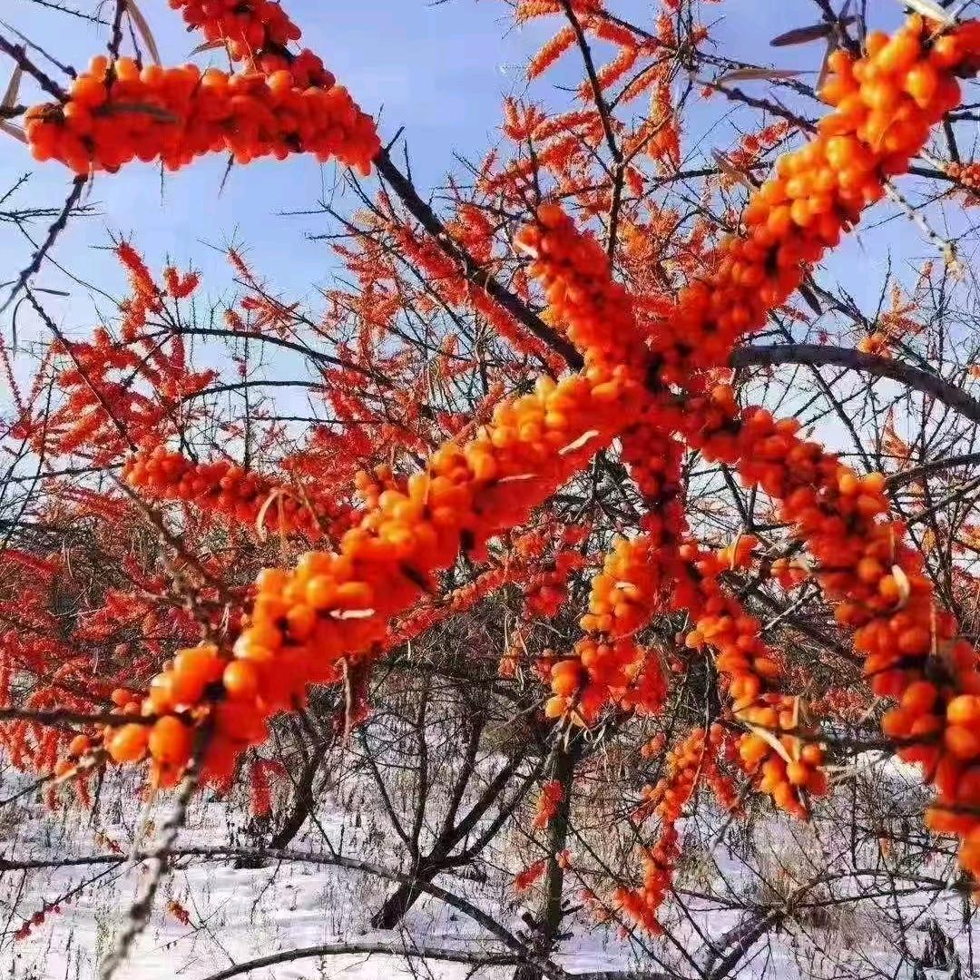 沙棘果沙棘产品鹿产品熊胆粉