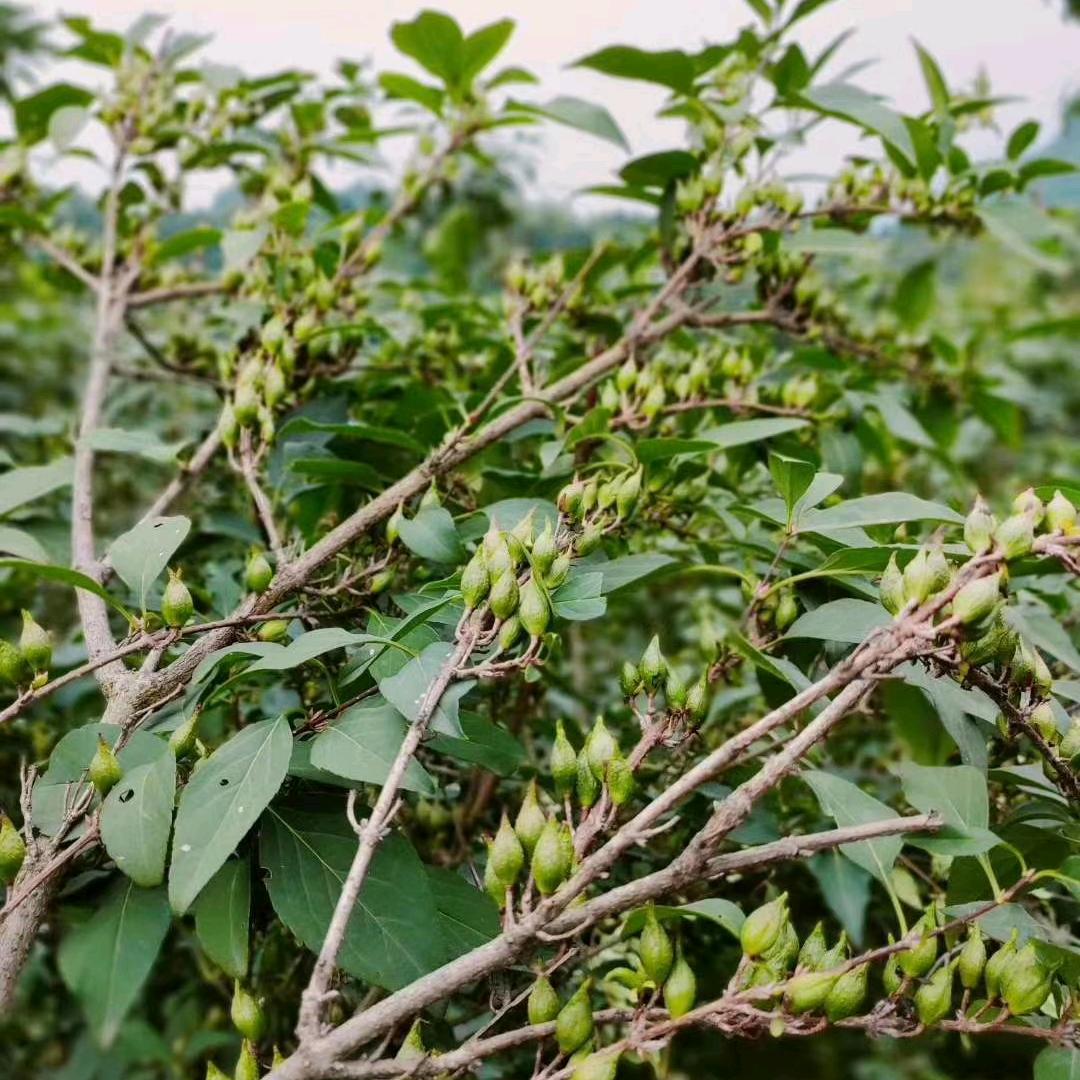 连翘苗酸枣苗培育基地 泽森苗木