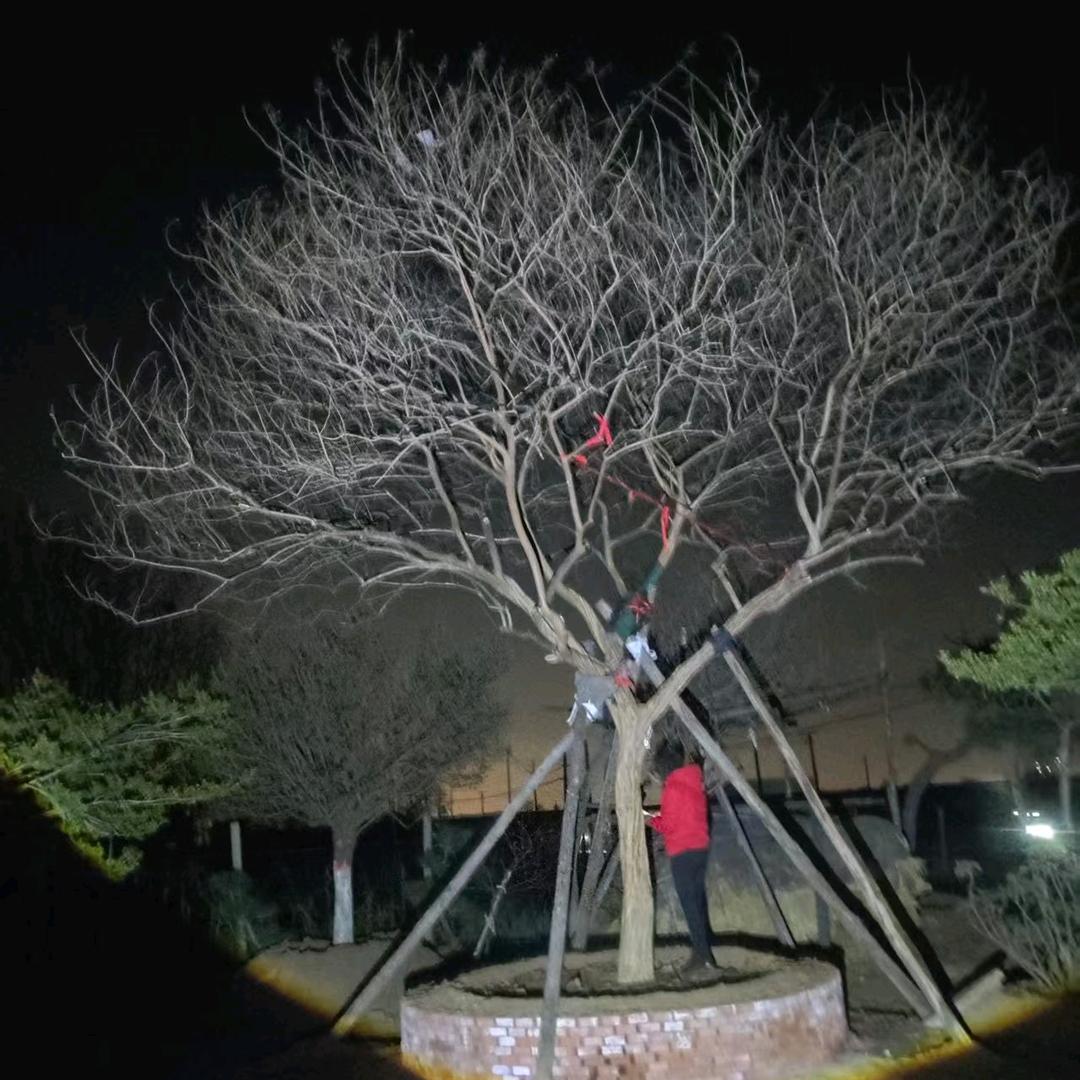 怡心园艺景观树