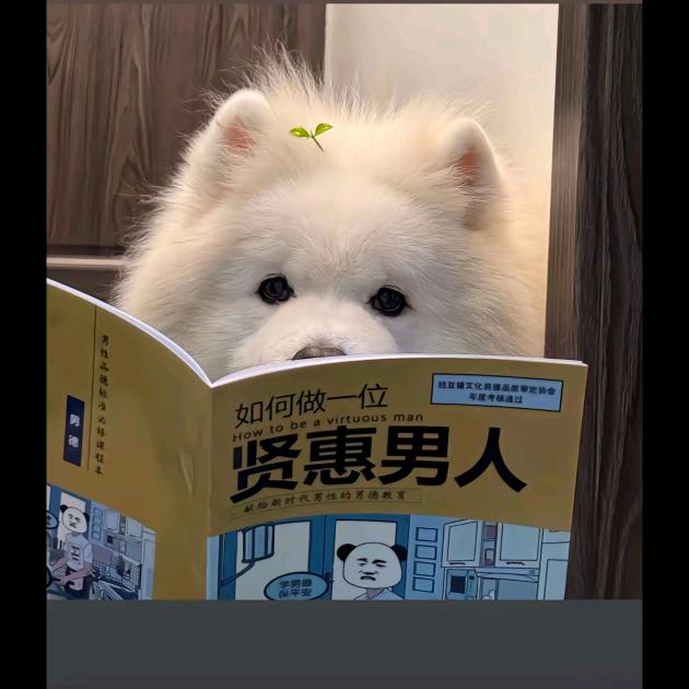 我家金宝