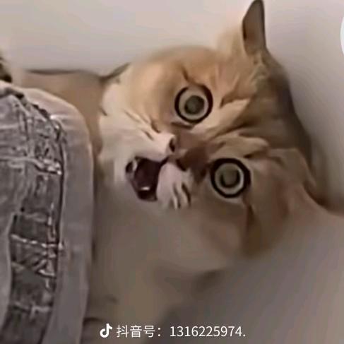 游子的心